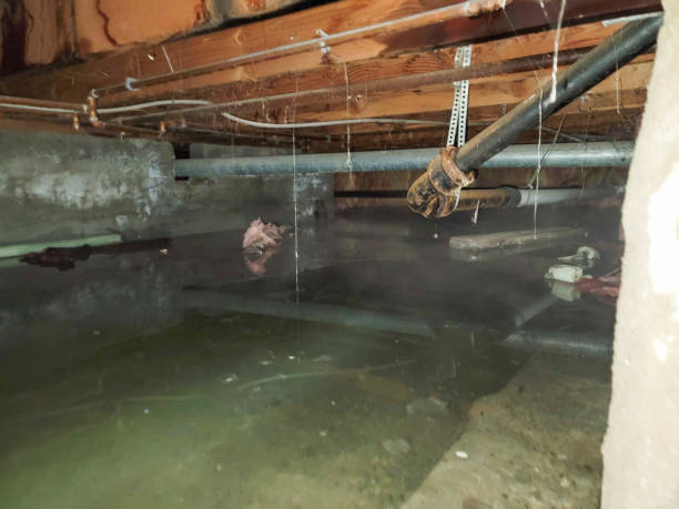Best Basement water damage restoration  in Santa Clara, OR