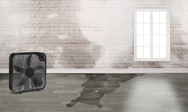 Best Mold removal after water damage  in Santa Clara, OR